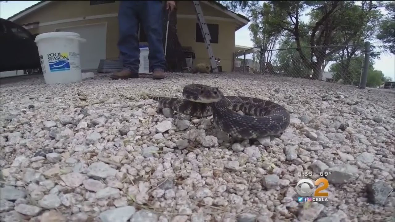 Rattlesnake Sightings, Bites Spike In California