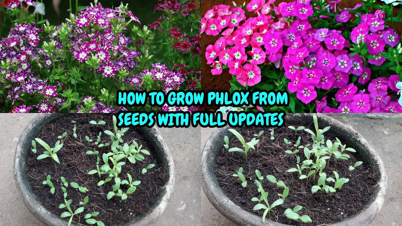 HOW TO GROW PHLOX FROM SEEDS WITH FULL UPDATES