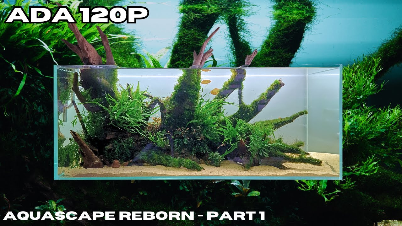 AQUASCAPE REBORN - WE MADE IT BIGGER AND BETTER (PART 1)
