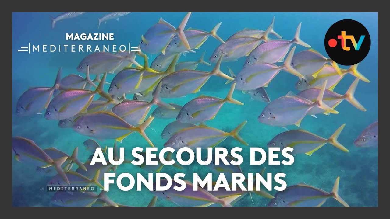 MEDITERRANEO – En Grèce il est question de préserver les fonds marins menacés par la surpêche