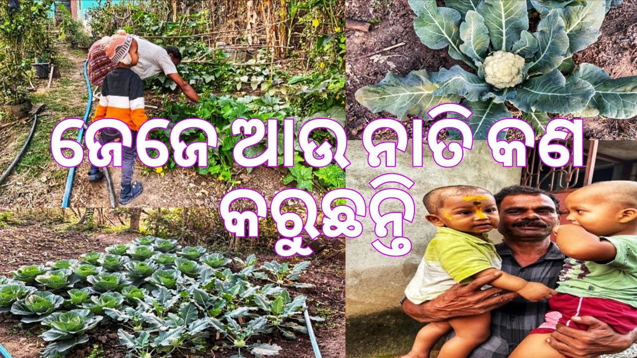 ଜେଜେ ଆଉ ନାତି କଣ କରୁଛନ୍ତି 