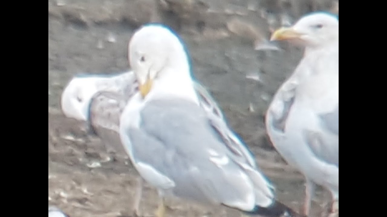 Pontische meeuw, drieteenmeeuw, wilde zwaan en andere wintergasten #134 Caspian gull, whooper swan