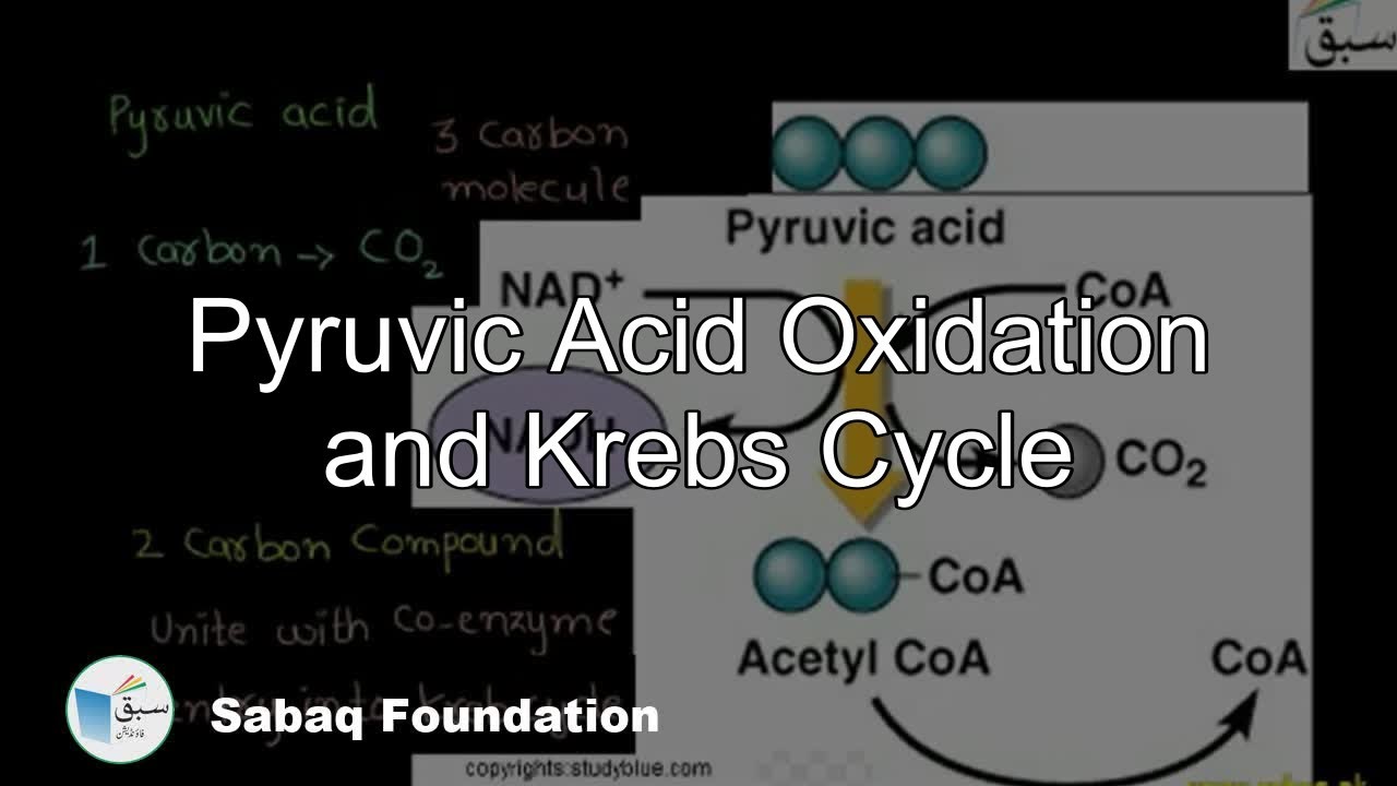 Oxidation of Pyruvic Acid and Krebs Cycle, Biology Lecture | Sabaq.pk