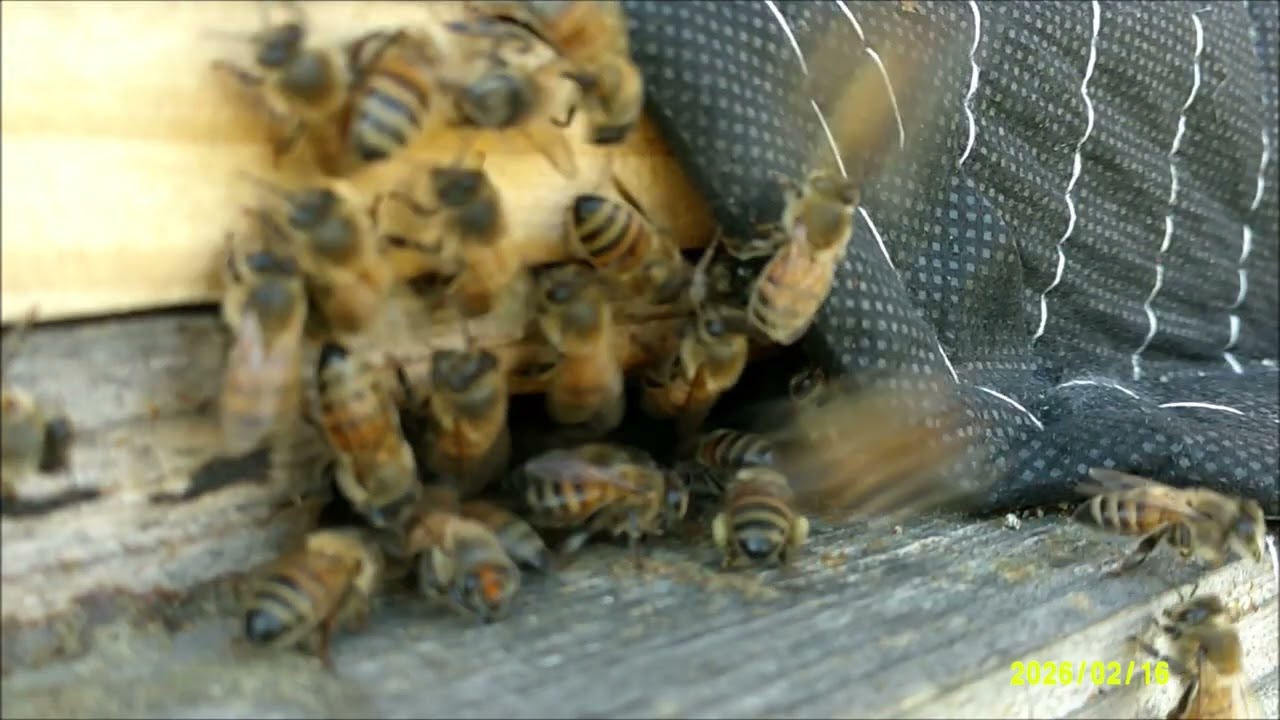 BEES FOUND THE POLLEN