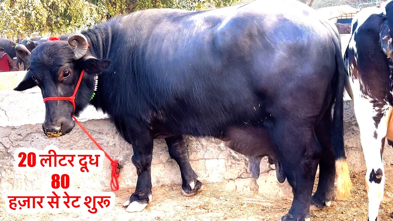 20 लीटर दूध रेट 80 हज़ार से शुरू  10 पशु हर समय बिक्री के लिए मिलेंगे  @shonkisardar7414