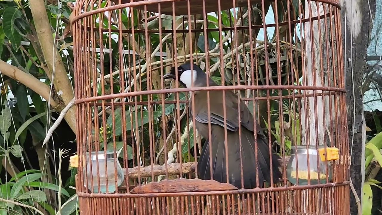 Khướu hót giọng già rừng có giọng kéo thuốc Lào  và múa đuôi xòe đuôi 
