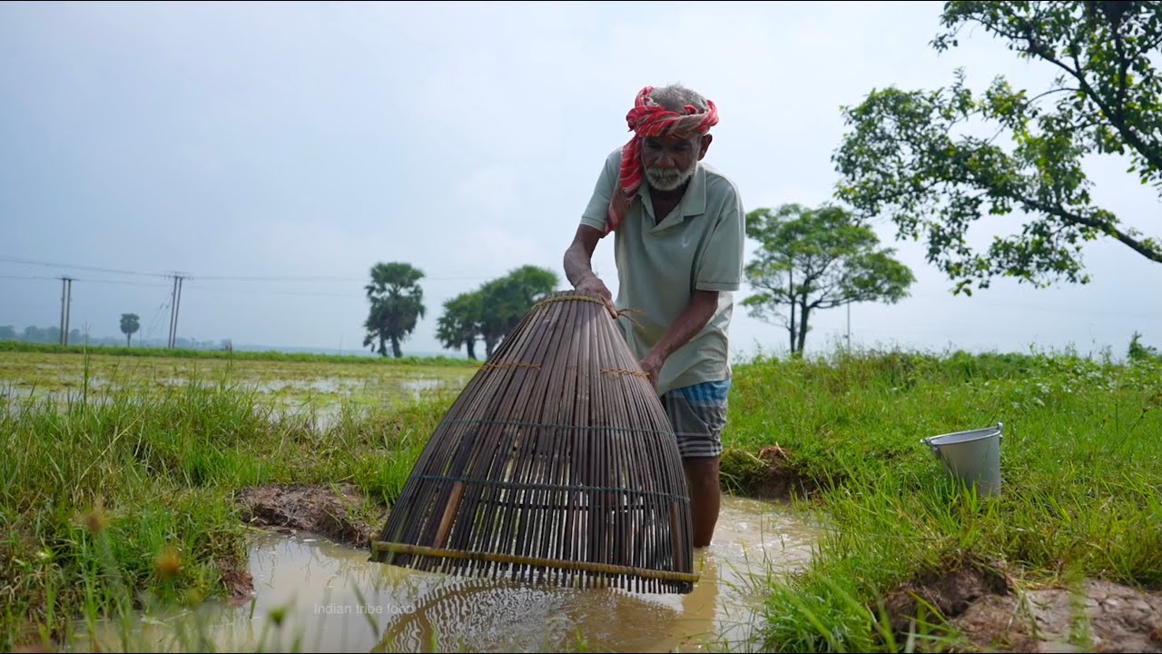 Climbing perch fish curry | flooding water fishing and cooking by my grandfather & grandmother |