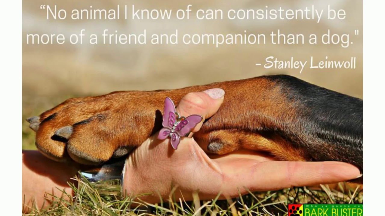 Best Quotes about Dogs