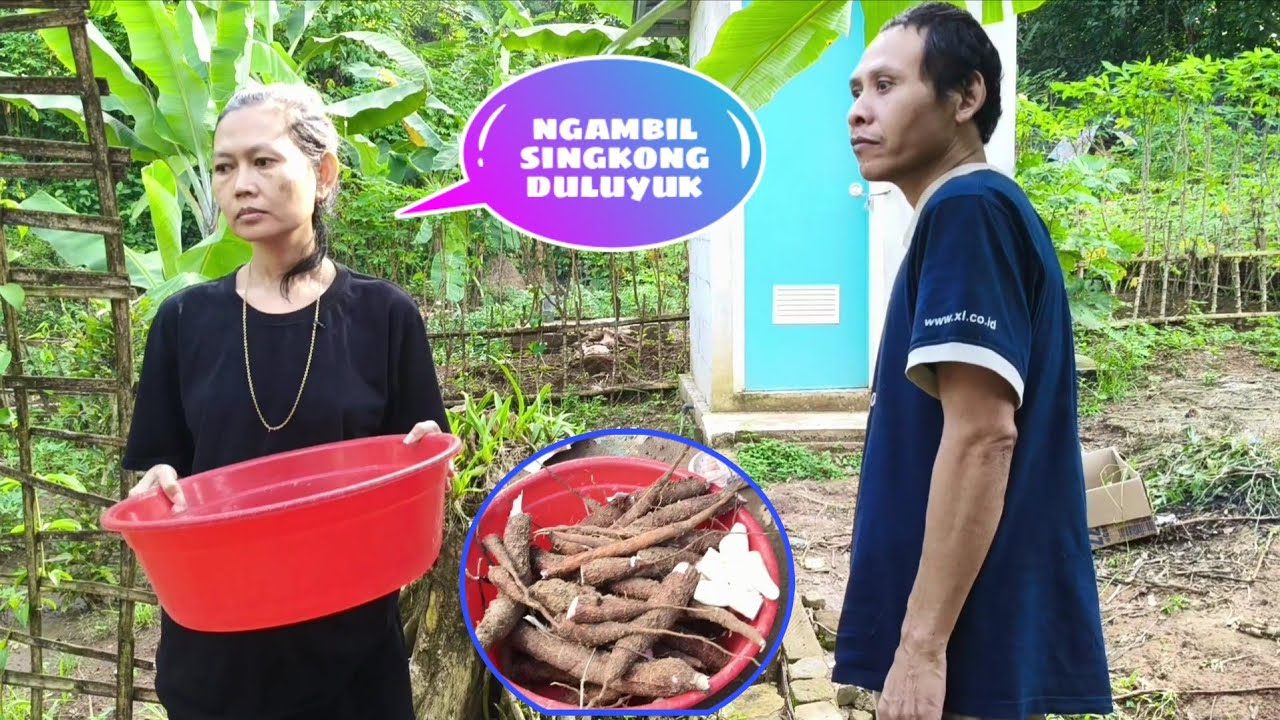 Mama sakit anak2 ngambil singkong #sinauhurip #egoadriano #petualanganalamdesaku #berkebun #sosial