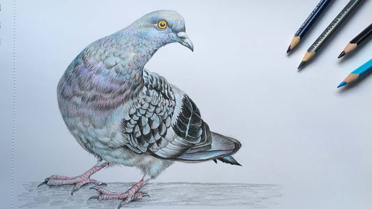 Pigeon Drawing In Color Pencils | Bird Drawing | Camlin Triangular Color Pencils