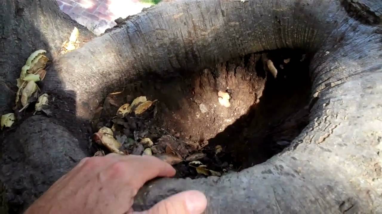 (95) Oak Decline  Hazard Inspection