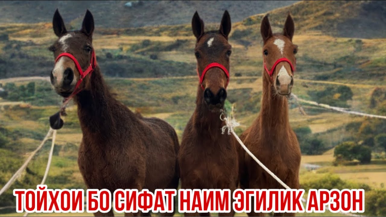 Тойҳои якум сорт арзон Наим Эгилик 12 февраля 2026 г.