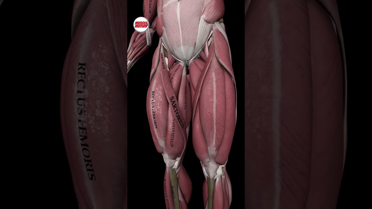 What is the longest muscle in the human body? 🤔