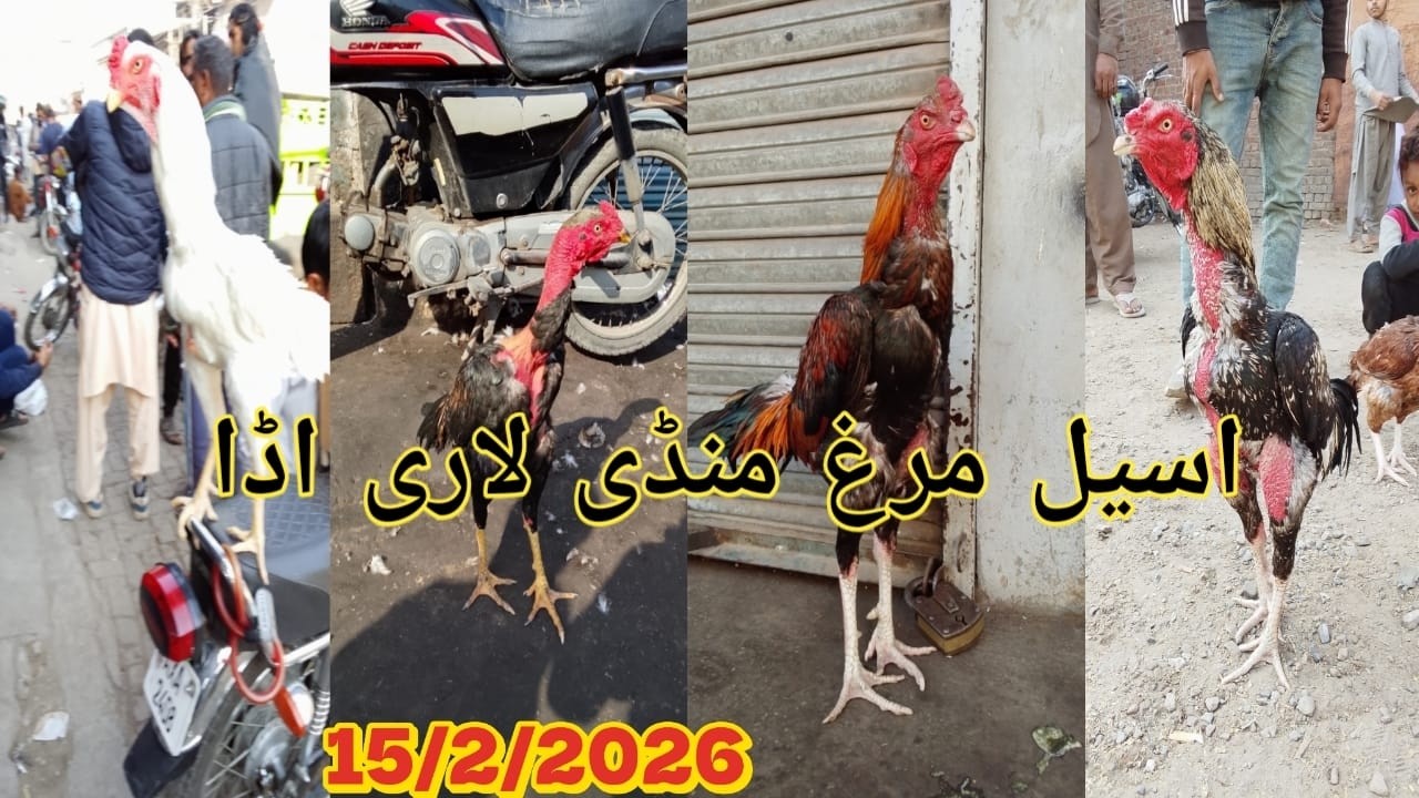 Z|| Lahore assel murga mandi || new update 2026 || Lari adda murga mandi || Sunday bazaar Lahore.