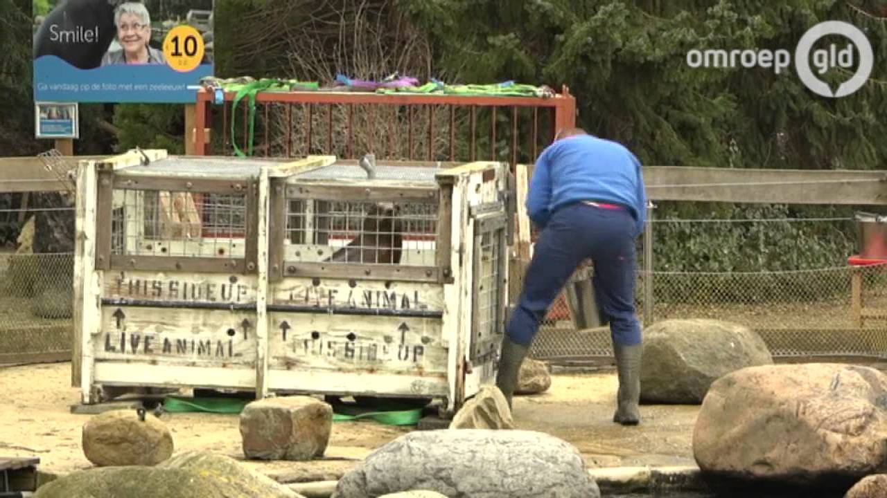 Geslaagde verhuizing in Dolfinarium: zeeleeuwen terug in vernieuwd bassin