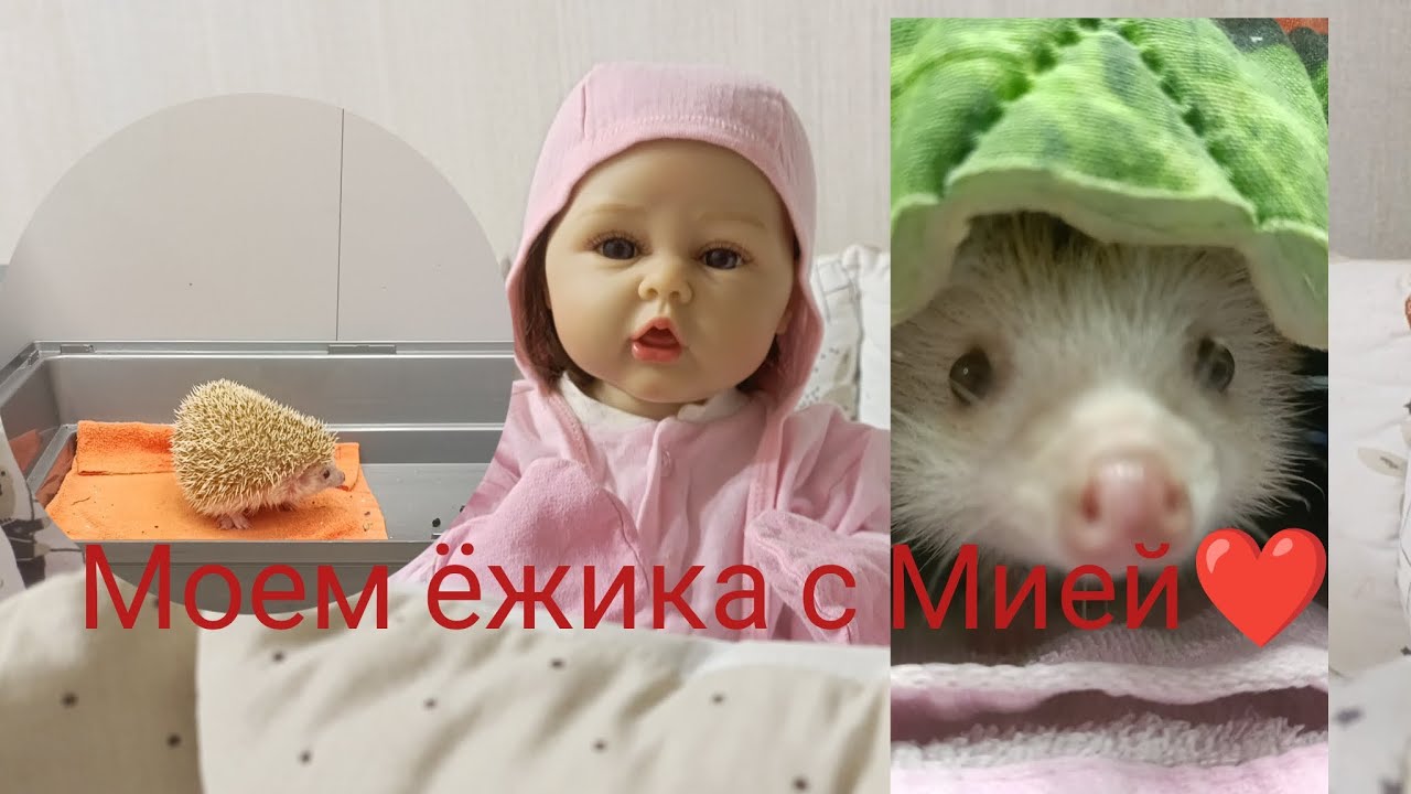 Моем Ёжика с реборном Мией!❤️Убирается в клетке!😭 Живые сверчки?😰 /Pelageja-And-Reborn/ *кормление* 