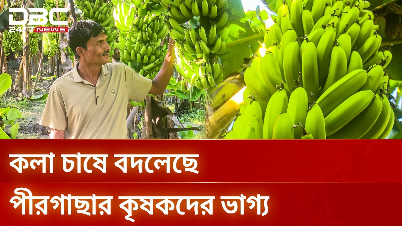 কলা চাষে বাৎসরিক আয় ১০ লাখ টাকা | DBC NEWS Special