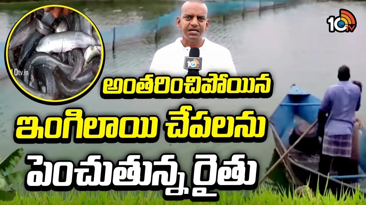 అంతరించిన చేపలకి జీవం ఇచ్చిన రైతు | indigenous fish farming in telangana | @10TV News Telugu