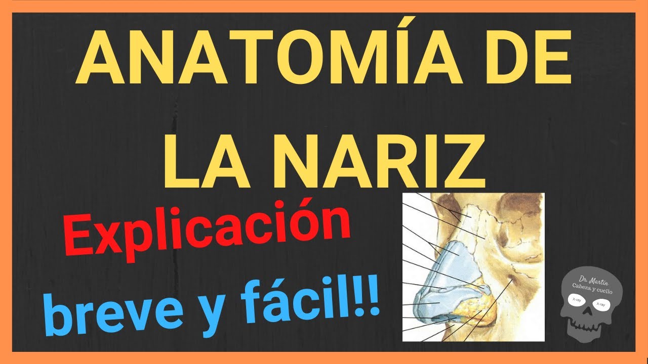 Anatom&iacute;a de la nariz 👃(EXPLICACI&Oacute;N BREVE Y SENCILLA!)