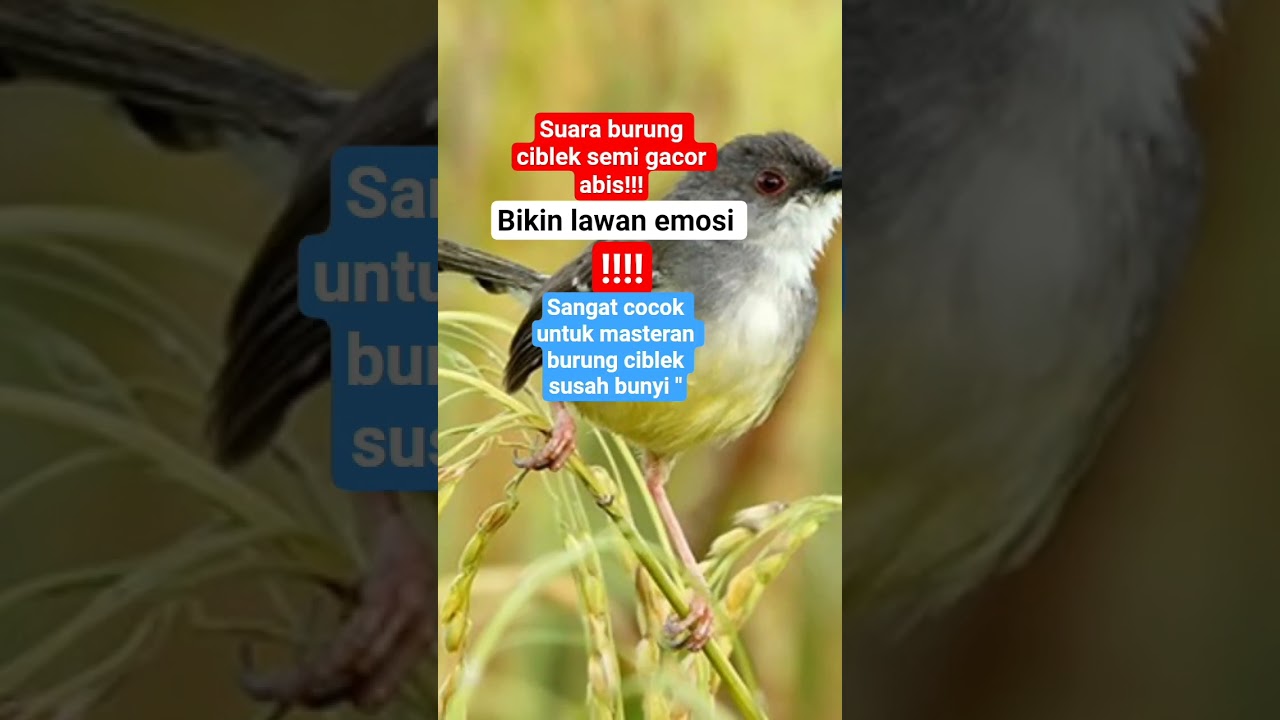 ciblek semi gacor abis#sorts #burung#kicaumania #kicaumanianusantara #burungkicau #birds#viralvideo