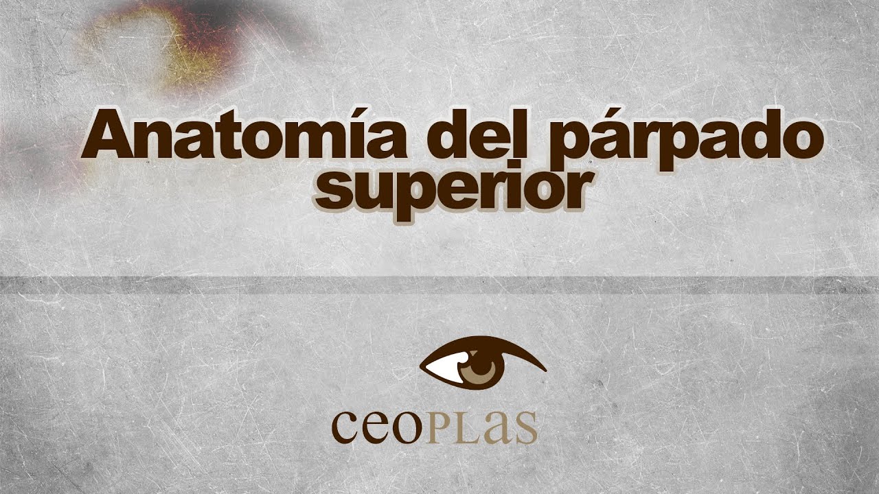 Anatomía del párpado superior | CEOPLAS