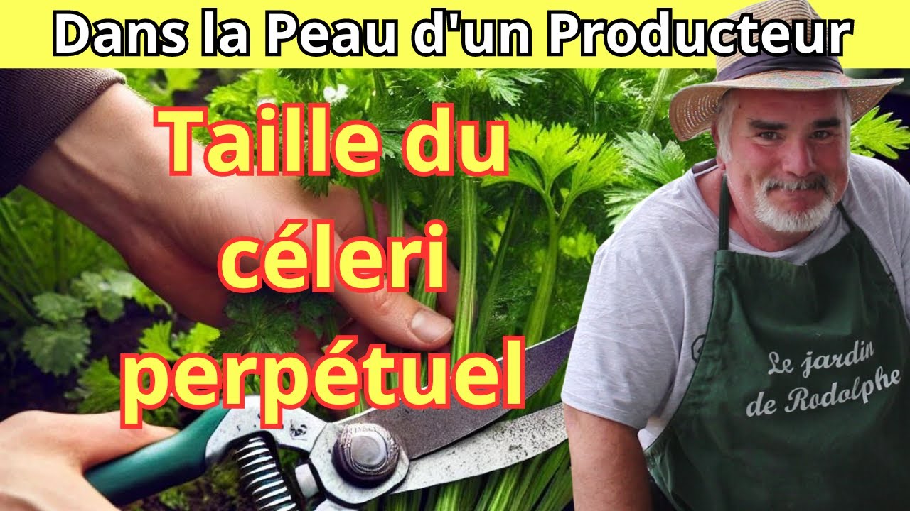 Comment tailler et entretenir le c&eacute;leri perp&eacute;tuel en pot et en pleine terre?