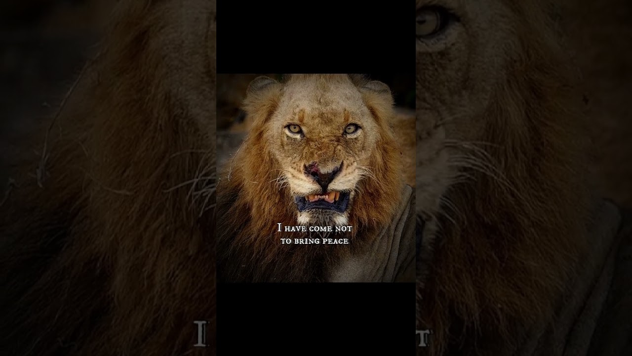 Mr T Mapogo AkA Satan #shorts #lion