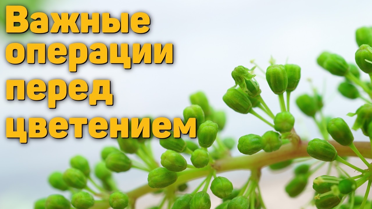 Важные операции на винограднике перед цветением ☀️