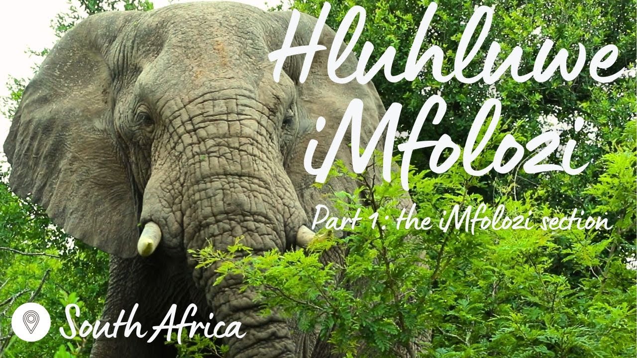 Hluhluwe iMfolozi National Park: best elephant sighting EVER | oldest game park 🇿🇦 | Expedition Wild