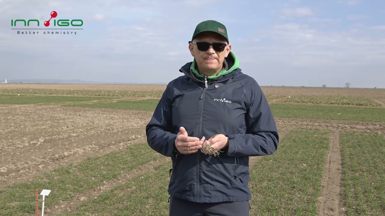 Co dzieje się w pszenicy po zimie? Sprawdź zanim zrobisz T1