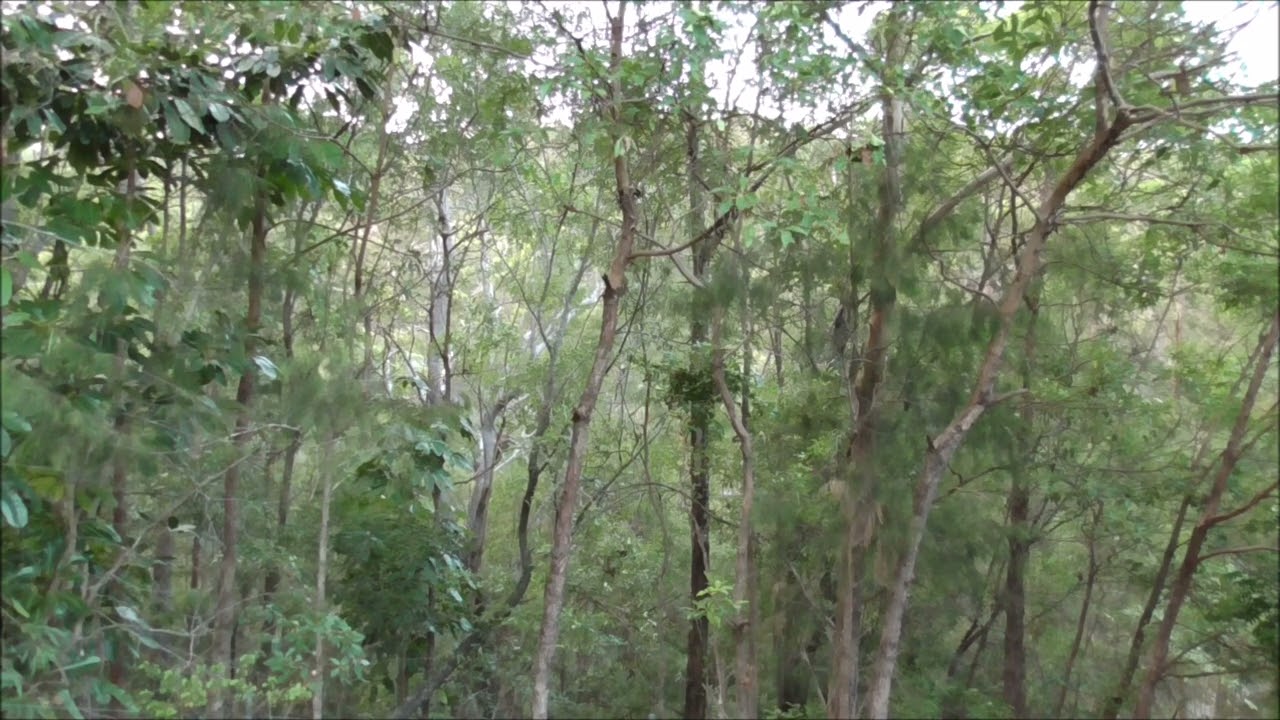 Late Afternoon / Early Evening Aussie Bush & Nature Sounds - gets dark very quickly!