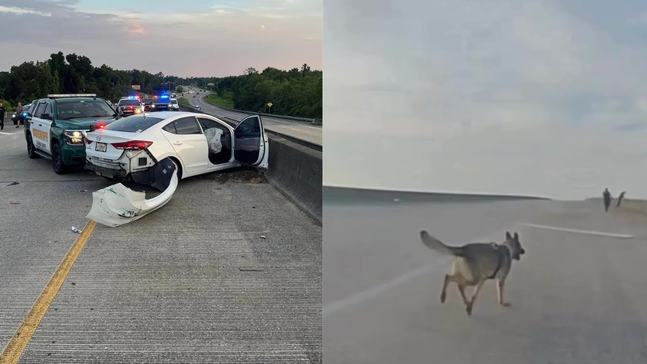 Police K9 Jumps Off Bridge Chasing Suspect