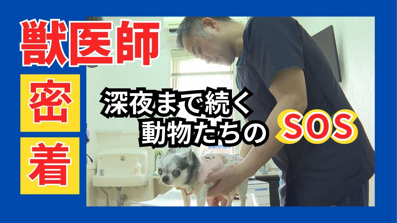 【獣医に密着】早朝から深夜まで…動物の声なき声に耳を傾け命を守る獣医師の一日