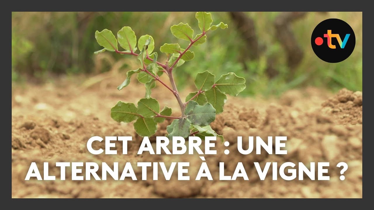 Un arbre reconnu pour sa grande résistance à la sécheresse.