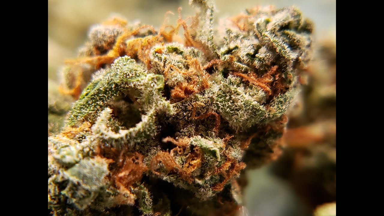 Citrus Farmer 21% THC Cannabis Flower from Curaleaf - Florida Medical Marijuana Strain Review