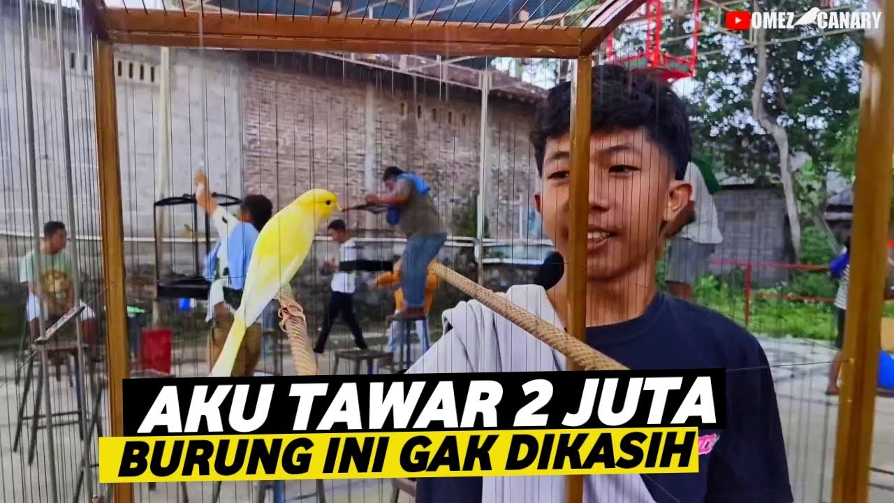 MAHAL-MAHAL KENARI KECIL SEKARANG‼️JANGAN KAGET MAIN KE GANTANGAN KENARI SE SERU INI