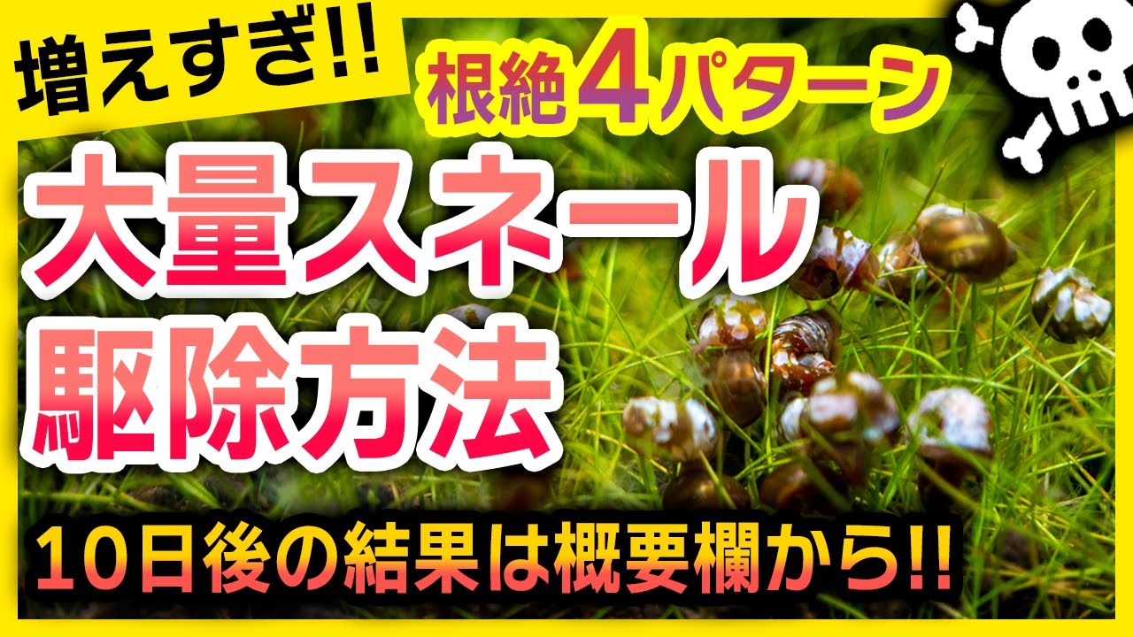 大量スネール駆除を安全安心に行う方法！スネール退治４つのパターンも紹介します #アクアリウム 【ビバアクア】