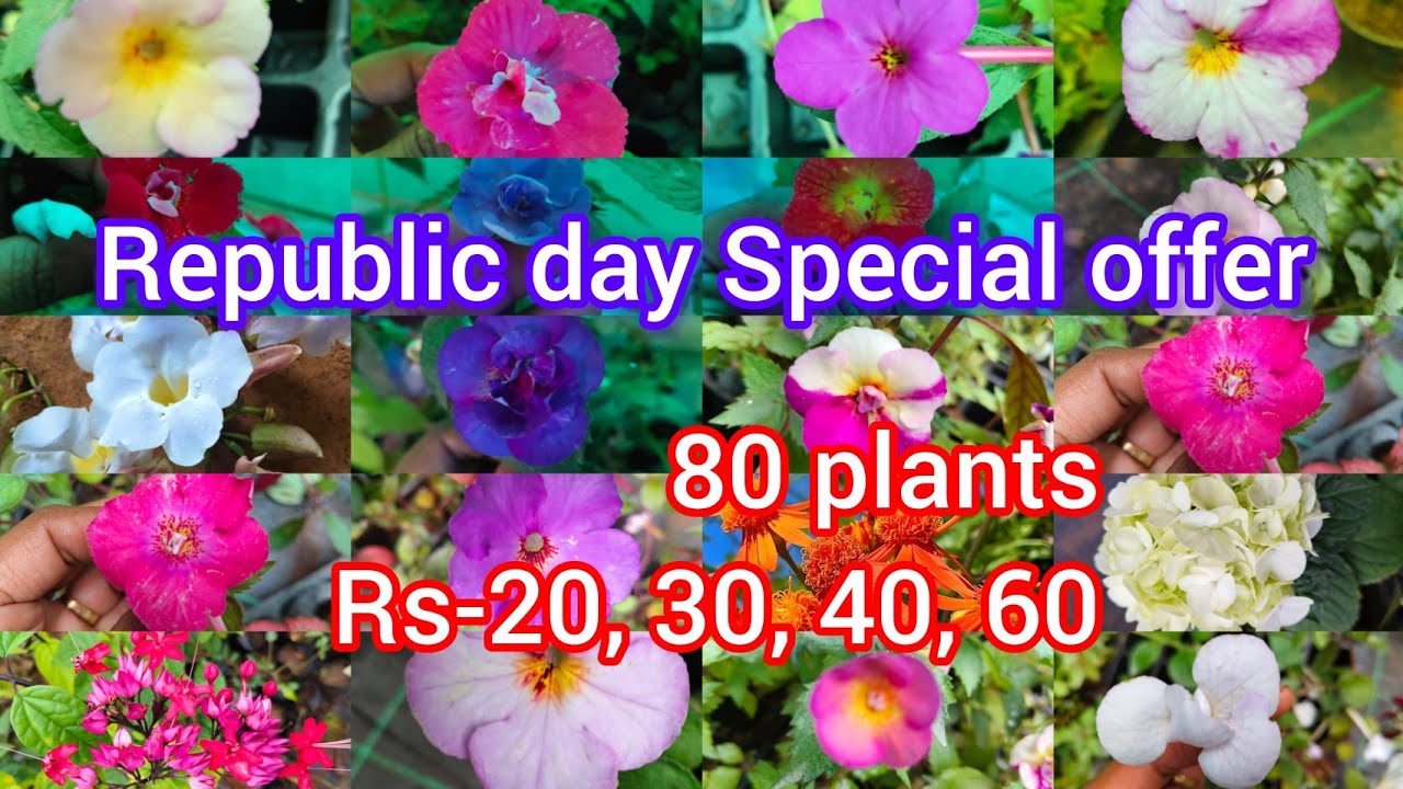 Republic day Special offer Rs-20 to 60#bloomtalesgarden#7356246641#