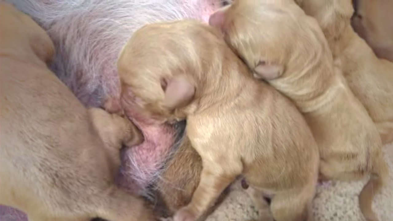 Cutest Newborn Baby Puppies Nursing | Cute Hungry Newborn Puppies Drinking Mom's Milk
