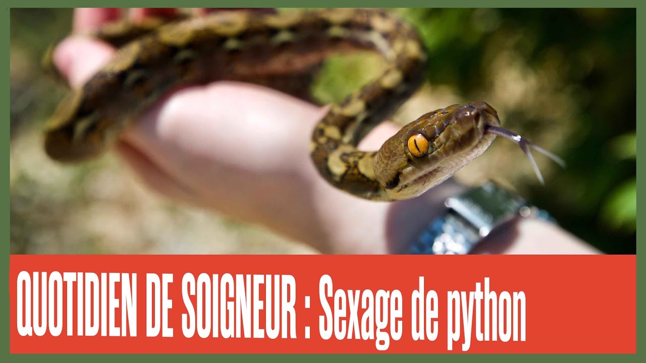 Quotidien de Soigneur : Sexage de bébés Pythons réticulés
