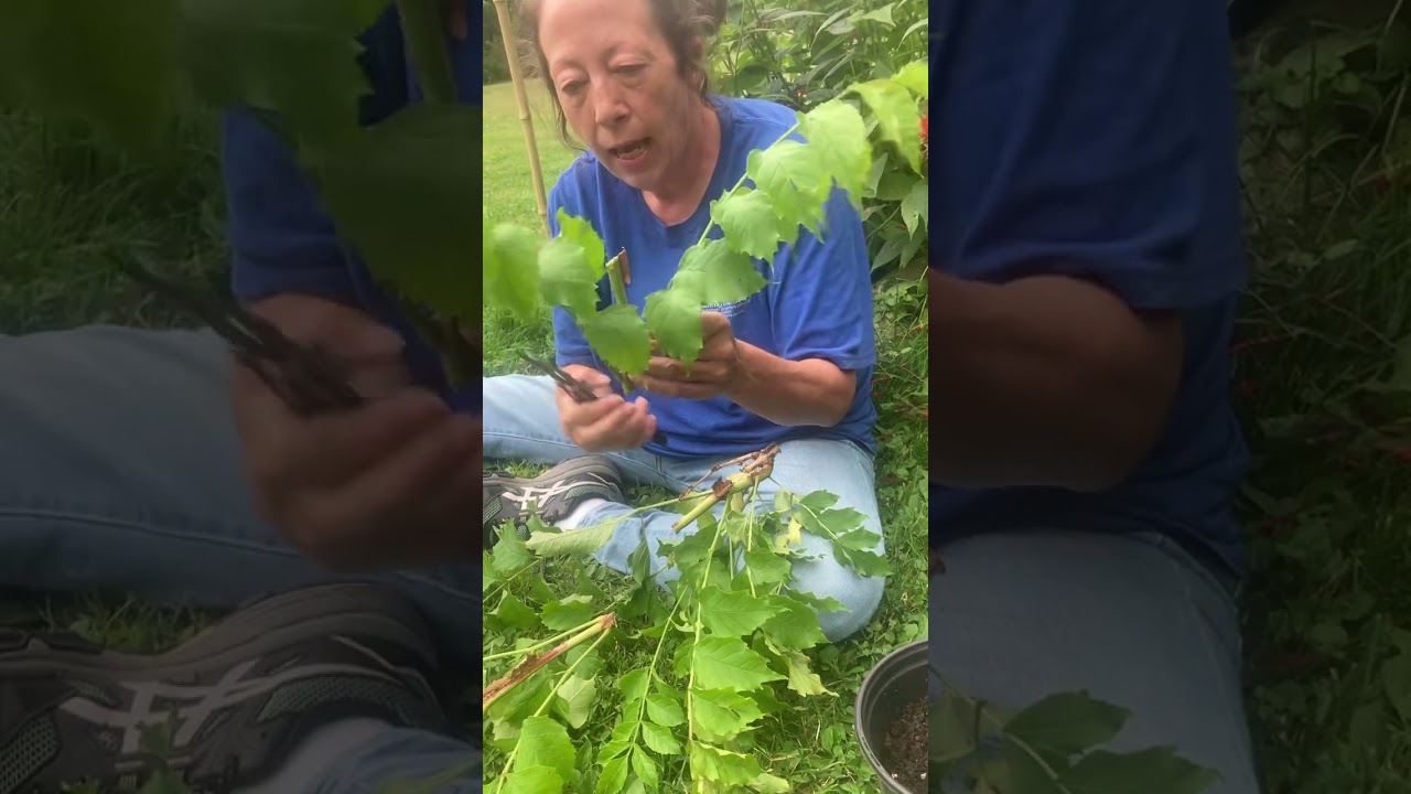 Propagating Trumpet/Hummingbird Vine from cuttings