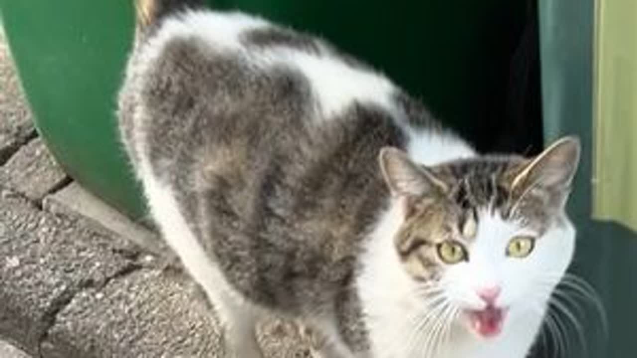 比谁声音大，比谁叫得更好呀#流浪猫日常 #猫🐱