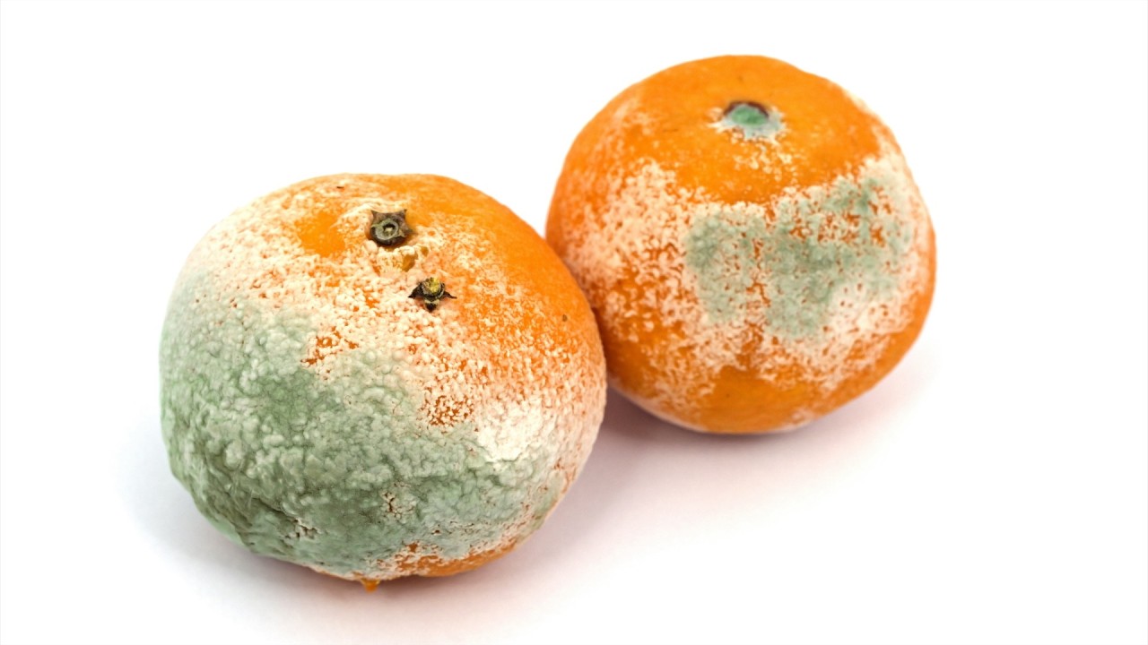 The Great Falling Away in The Little Season