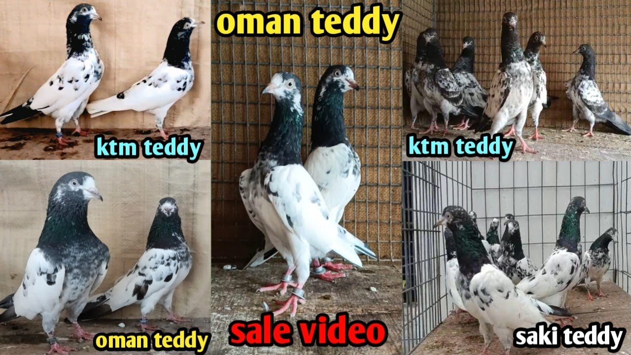KTM,ওমান,শাখি টেডি পায়রা সেল ভিডিও|KTM, OMAN TEDDY PIGEON SALE|KOLKATA HIGH FLYING PIGEON SALE