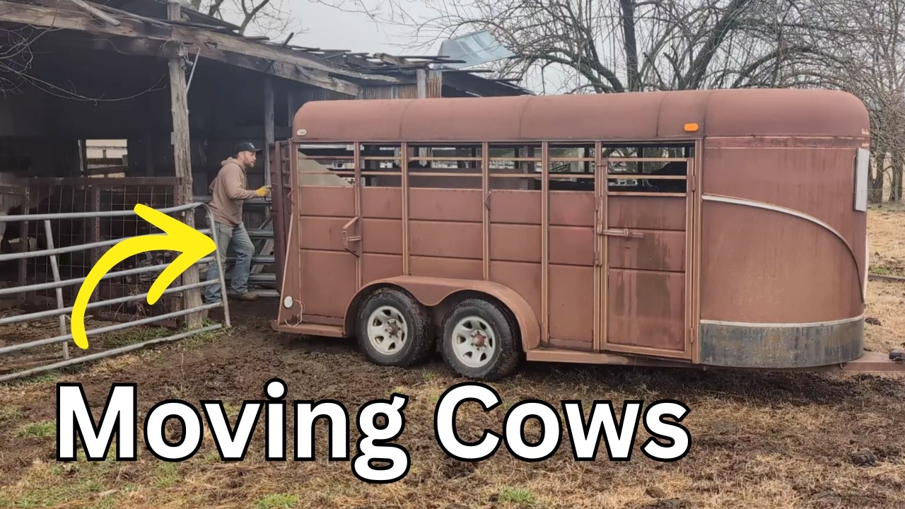 Moving the Cows to a new field but the Fence has some Issues