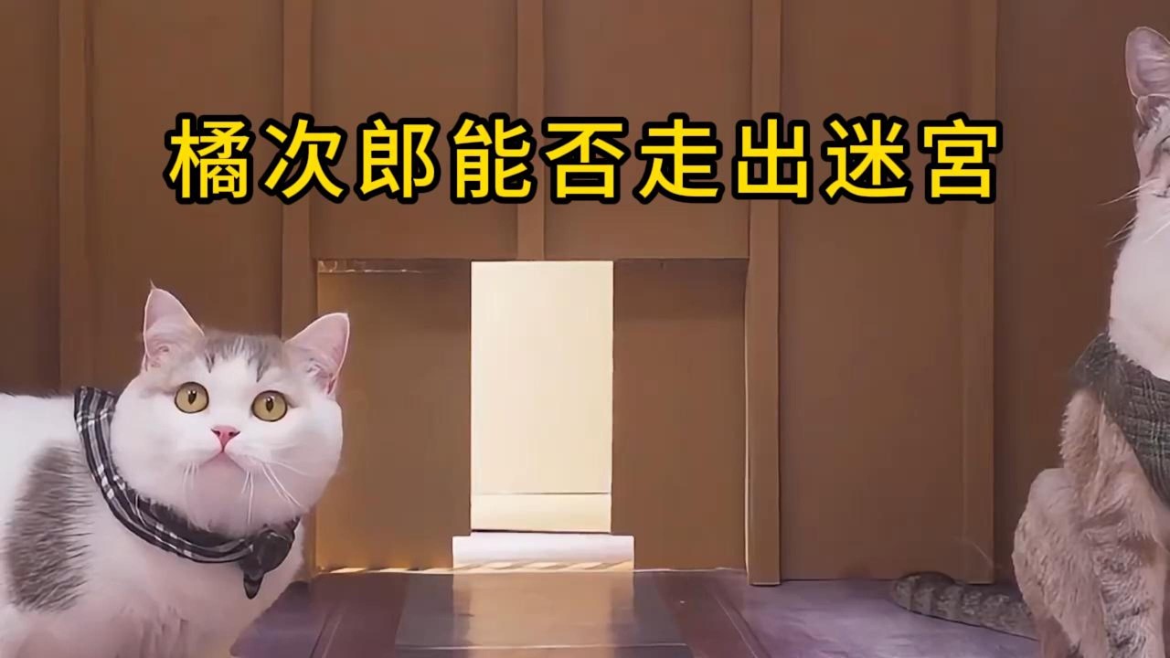 紙箱貓劇：奪寶奇喵｜橘次郎 × 鴨梨山大 × 阿基米德 寶庫尋寶記