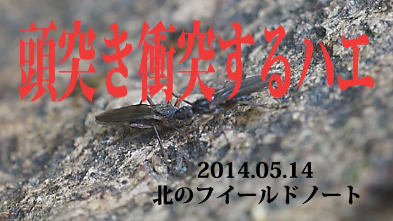 はえの頭突き　The fly which does a butt