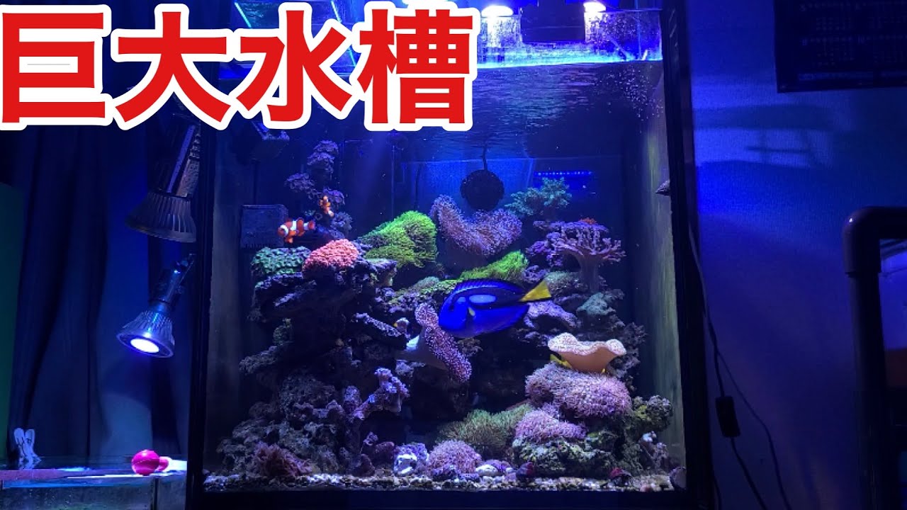 映画ドリーのモデルナンヨウハギや大量の死滅回遊魚を捕獲して豪華水槽を作ります