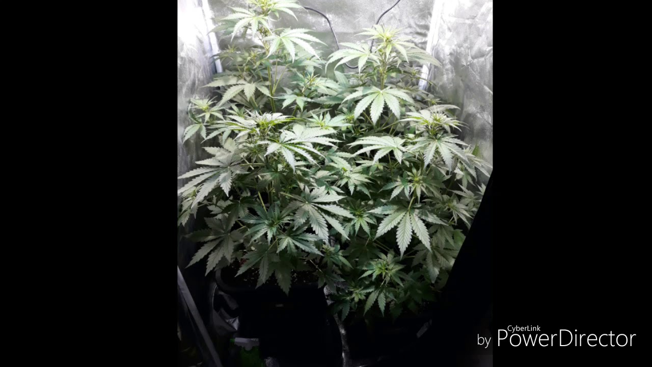 Seguimiento Super Og Kush, Galaxy, Wembley, NYC (4Variedades Auto)