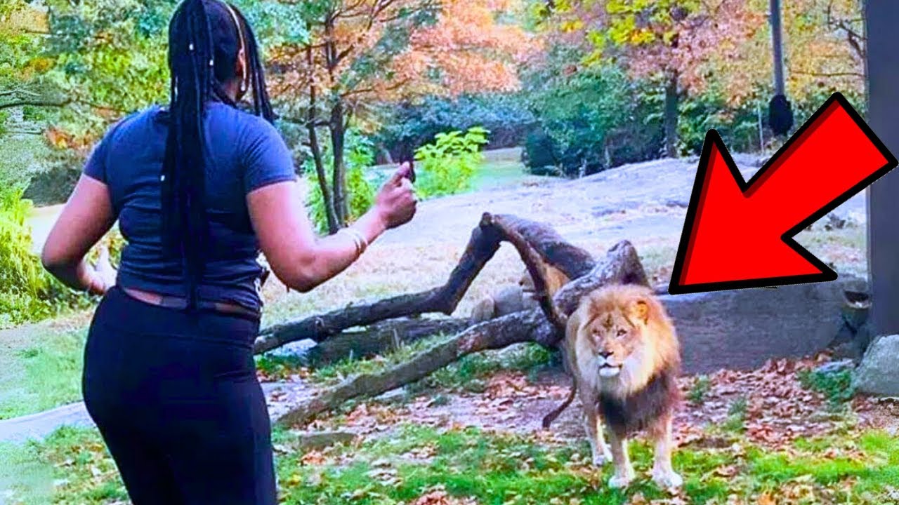Un lion revoit sa soigneuse après 8 ans – Faites bien attention à sa réaction